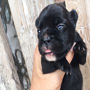 เฟรนซ์แท้ สวย ๆ ผู้และเมีย น่ารัก