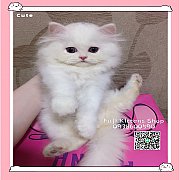 ***ได้บ้านแล้ว***ลูกแมวเปอร์เซียพันธุ์แท้สีขาวจั๊วะชาย