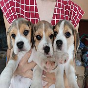 สุนัขบีเกิ้ลคอกใหม่ 3สี สายเลือดแชมป์ วัคซีนอล้ว แข็งแรง
