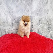 ปอมเมอเรเนียน ขนแน่นๆ เพศผู้ วัคซีนครบ