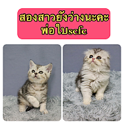 สกอตติสแท้ พ่อพันธุ์ใบscfc