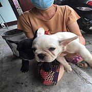 เฟรนซ์บุลด๊อกแท้ ตัวผุ้ 2 ตัว