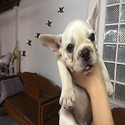 เฟรนซ์บูลด๊อกแท้ ผู้ วัคซีนแล้ว