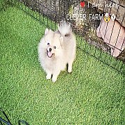 ปอม เพศเมีย *ใบเพ็ดเต็มใบ* ราคาเพียง 7500 บาทเท่านั้น พร้อมย้ายบ้านจ้า