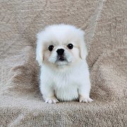 ปักกิ่งขาวครีมidline::happyshihtzu4289