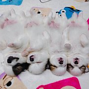 ปอมแท้ราคา6500.-ส่งฟรีกทม.idline::happyshihtzu4289