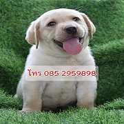 ลาบราดอร์แท้โครงสร้างสวย 7,500