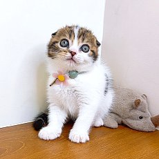 แมวสก๊อตติสโฟร์ สายพันธุ์แท้ คุณภาพ