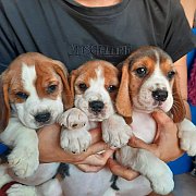 ขายสุนัขบีเกิ้ล3สี 6900 เพศเมีย1ตัว หลานแชมป์