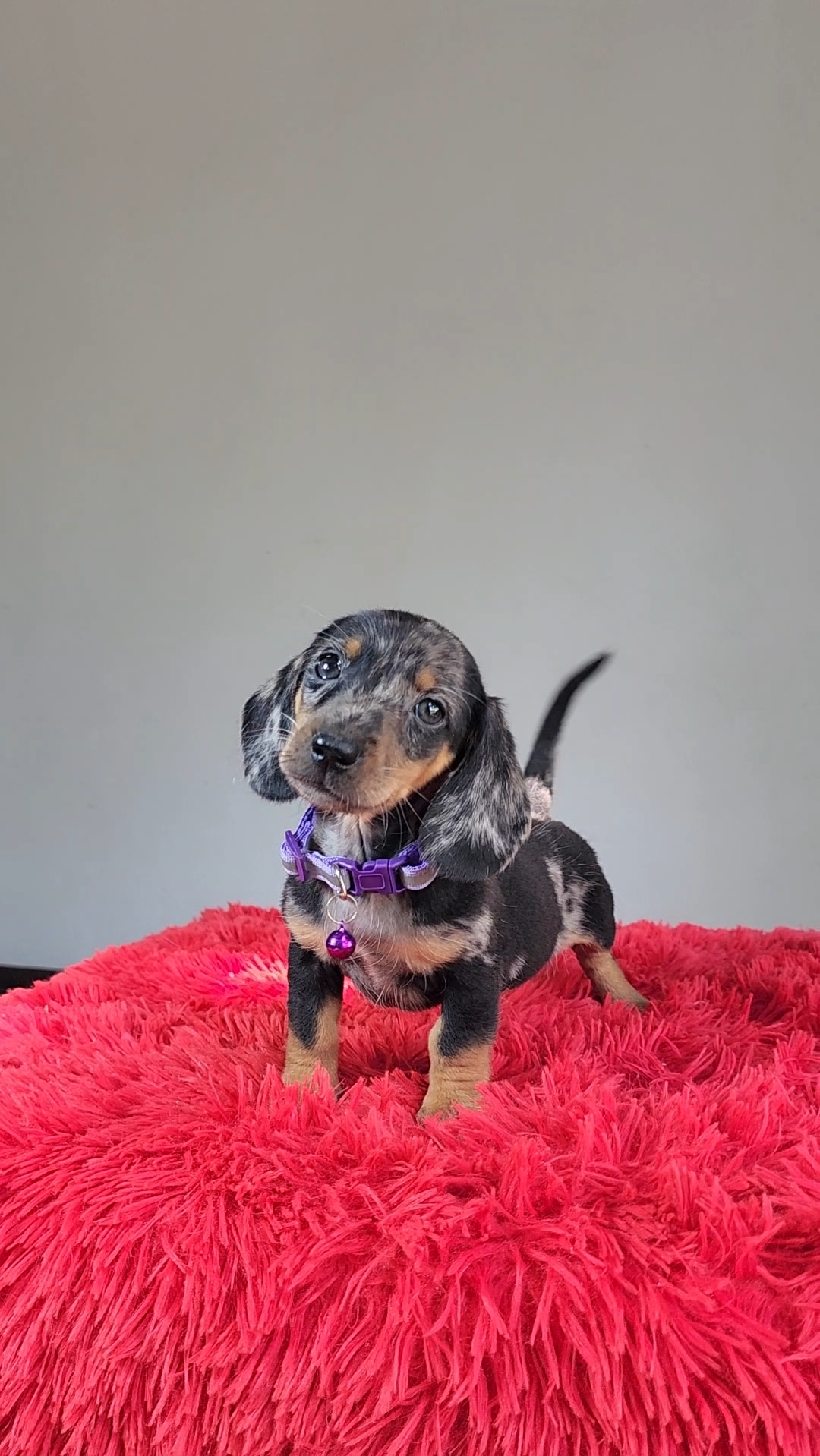 ดัชชุน สีเมอร์ เพศผู้ พร้อมย้ายบ้าน