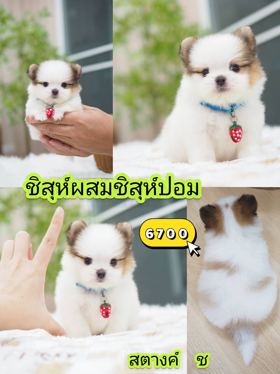 Shihtzu
