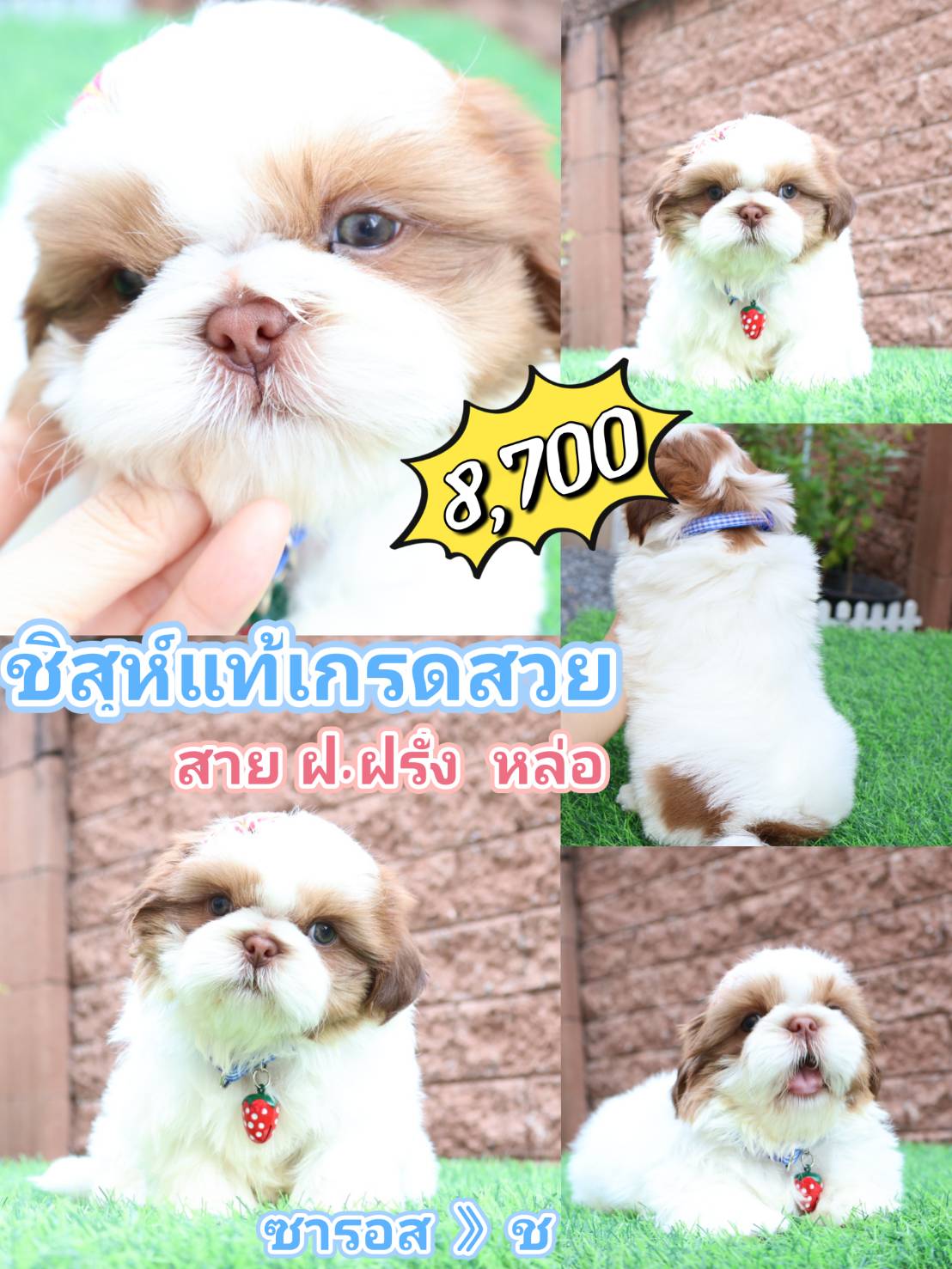 Shihtzu