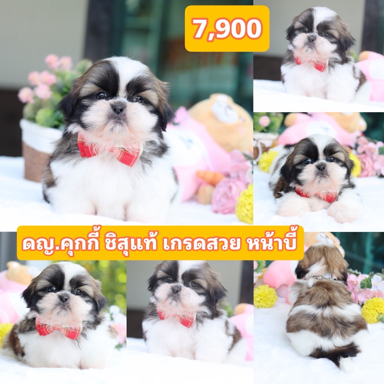 ชิสุแท้เกรดสวย