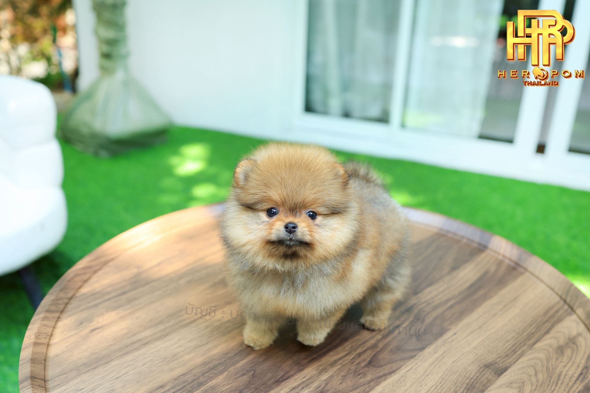 ปอมแท้ ปอมหน้าสั้น HRF-10957 เพศหญิง สีส้ม น่ารักมาก ๆ ถ่ายรูปแล้วขึ้นกล้องสุด ๆ...