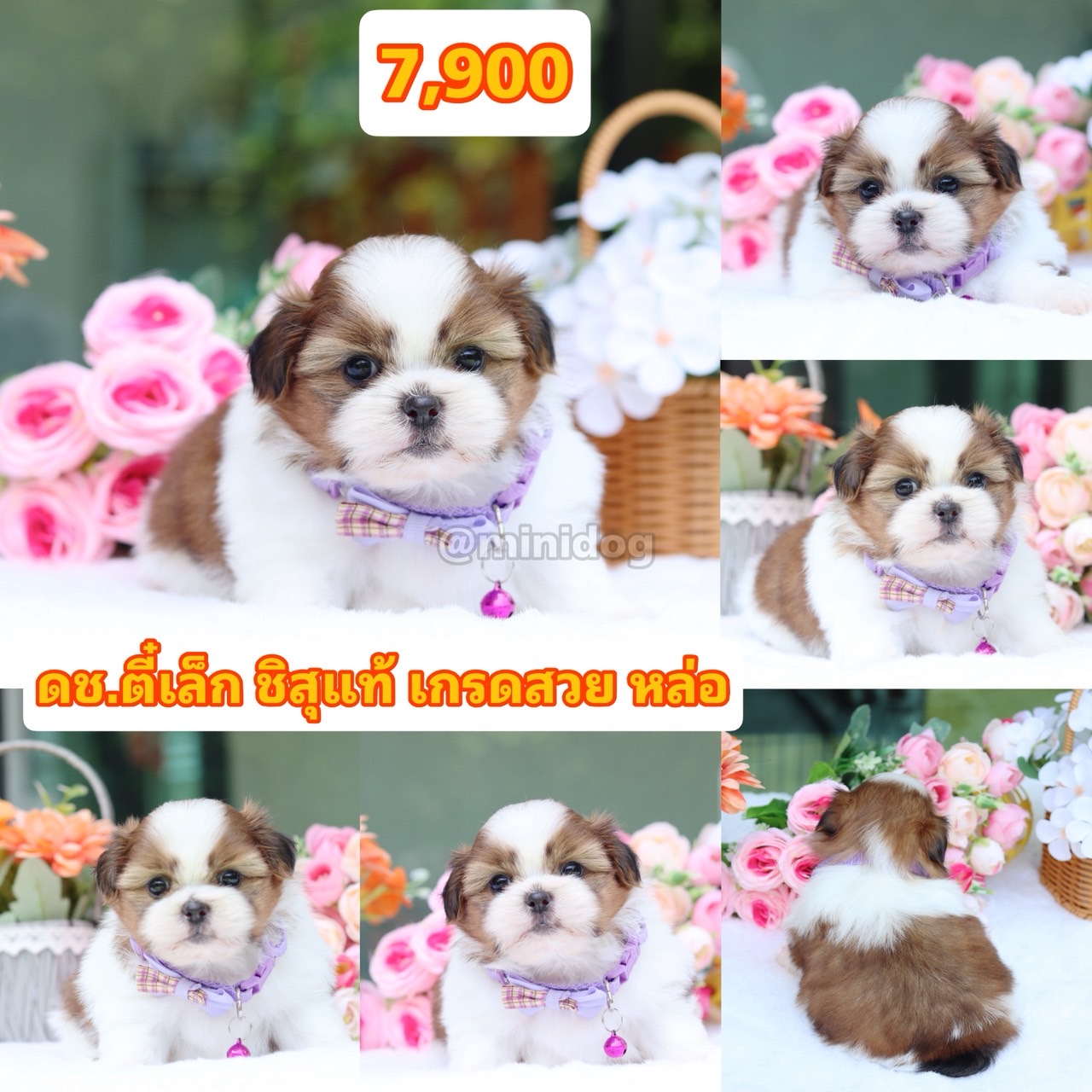 ชิสุแท้เกรดสวย