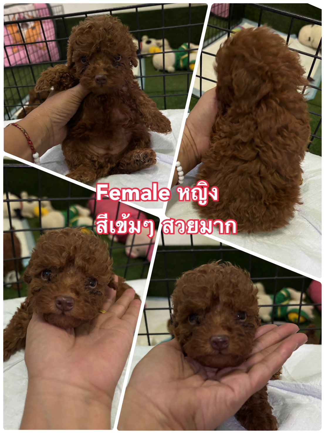 ชุดใหม่พร้อมย้าย มาแล้วจ้า poodle toy tcup