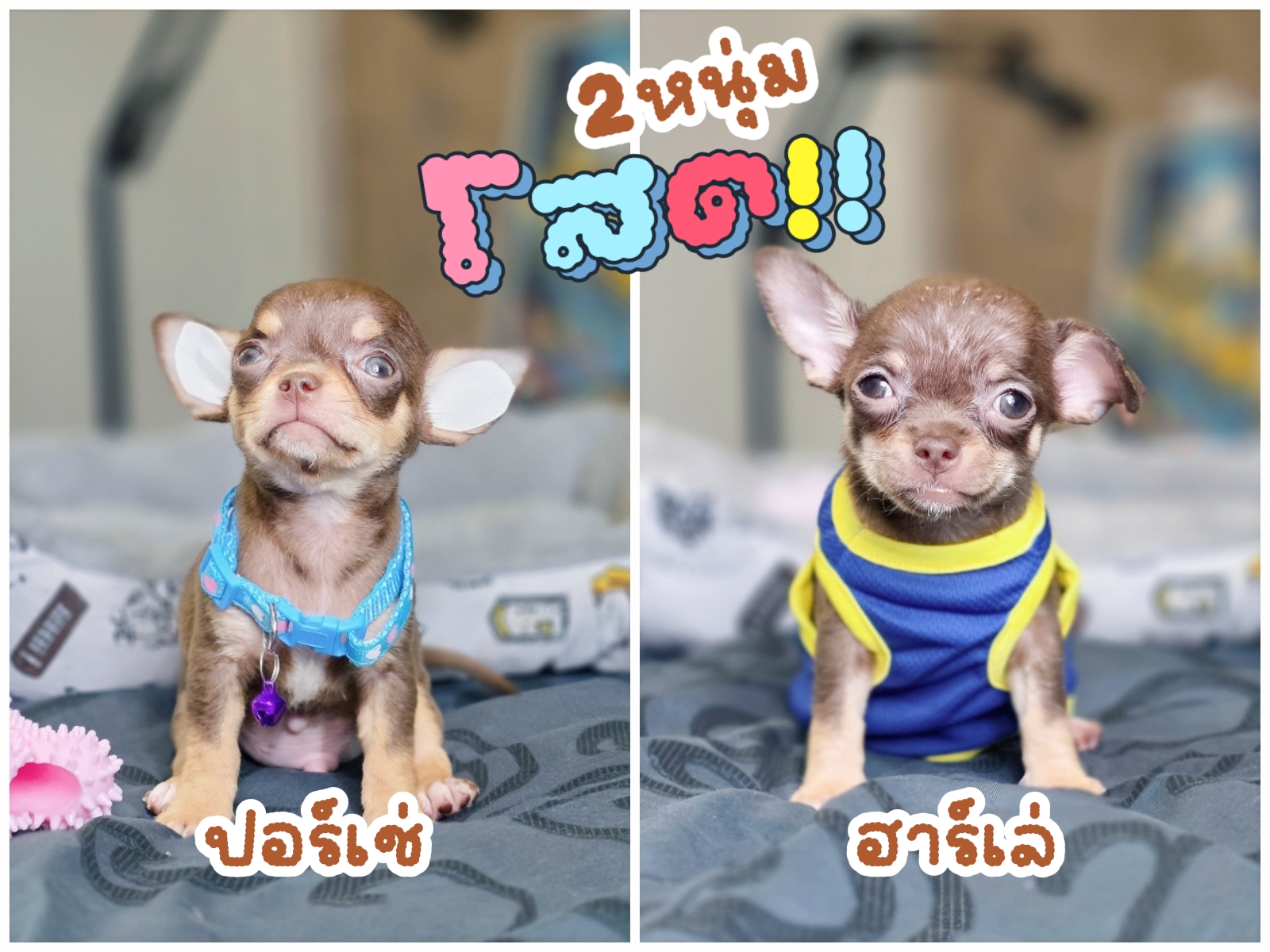 ชิวาวาขนสั้นสีช็อคแทนเพศผู้วัคซีนแล้วมีส่งรับประกันสุขภาพ