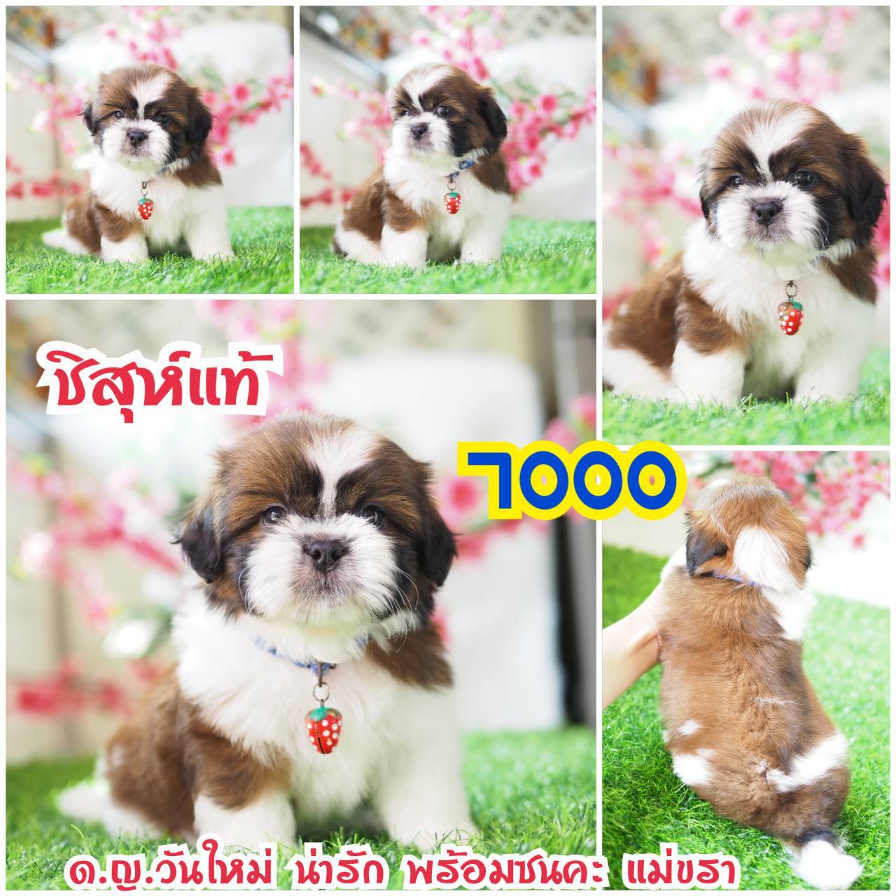 กิ๊ฟซ่า ชิสุห์  ลดได้