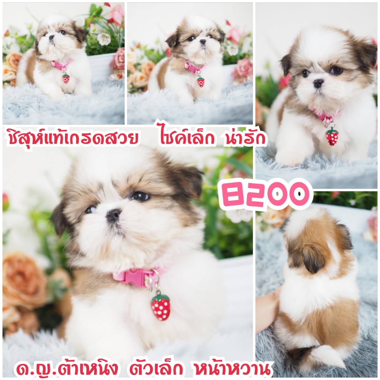 ชิสุห์แท้