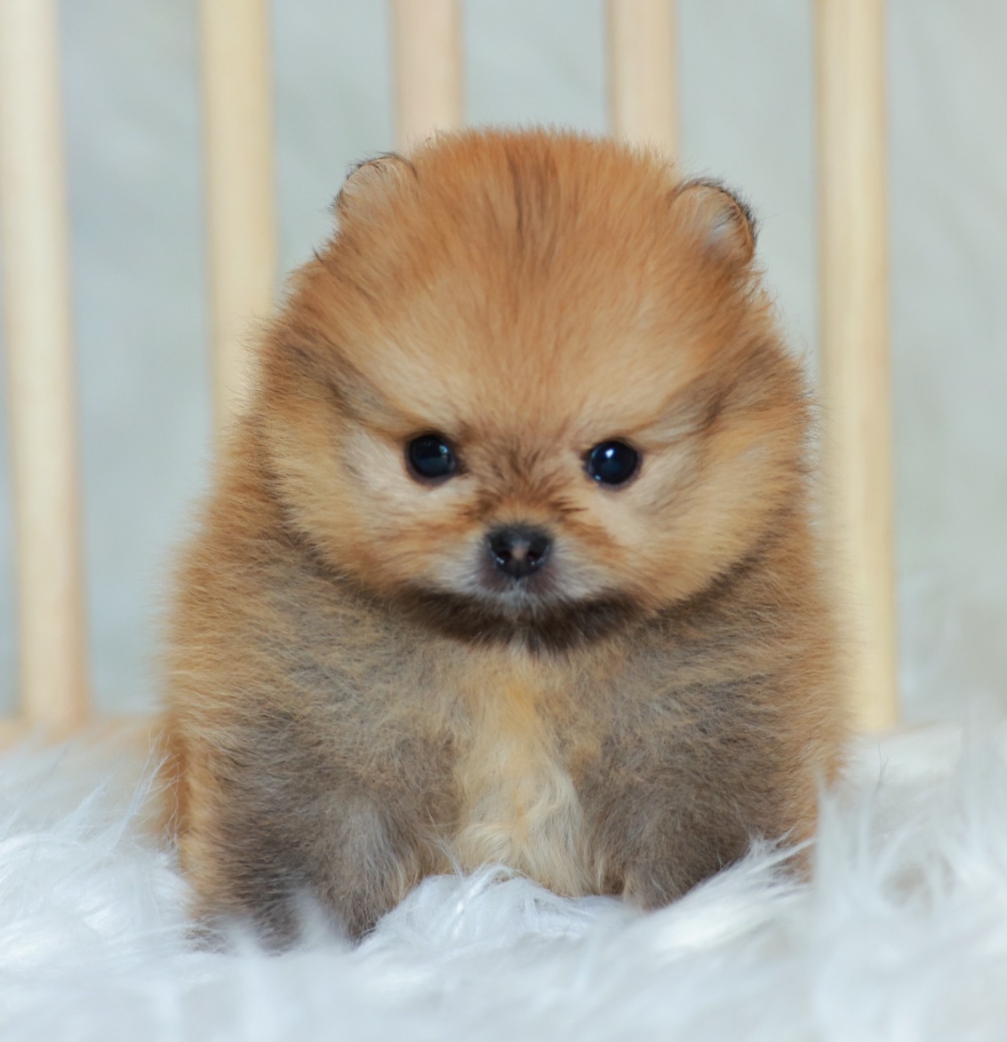 ปอมหน้าหมี ปอมแท้ ปอมเมอเรเนียน HRM-68741 เพศชาย สีส้ม อายุ 2 เดือน ตัวเล็ก ขาสั...