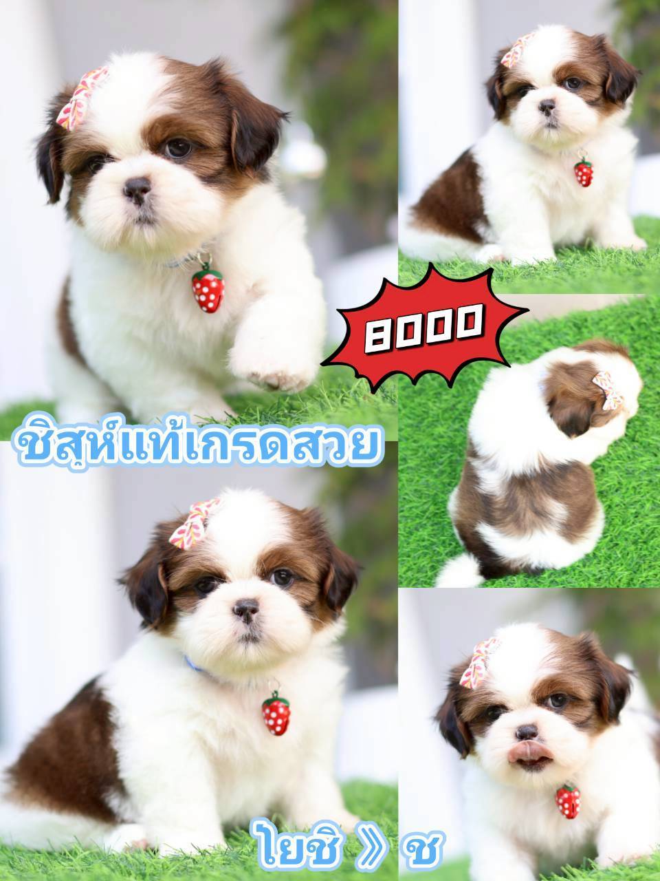 Kibzaa  shihtzu
