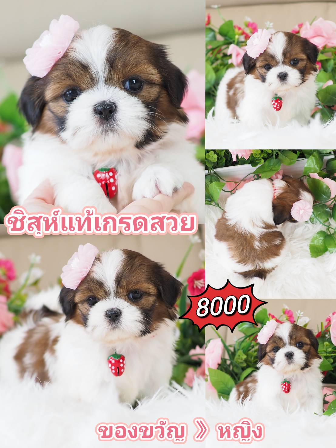 Shihtzu