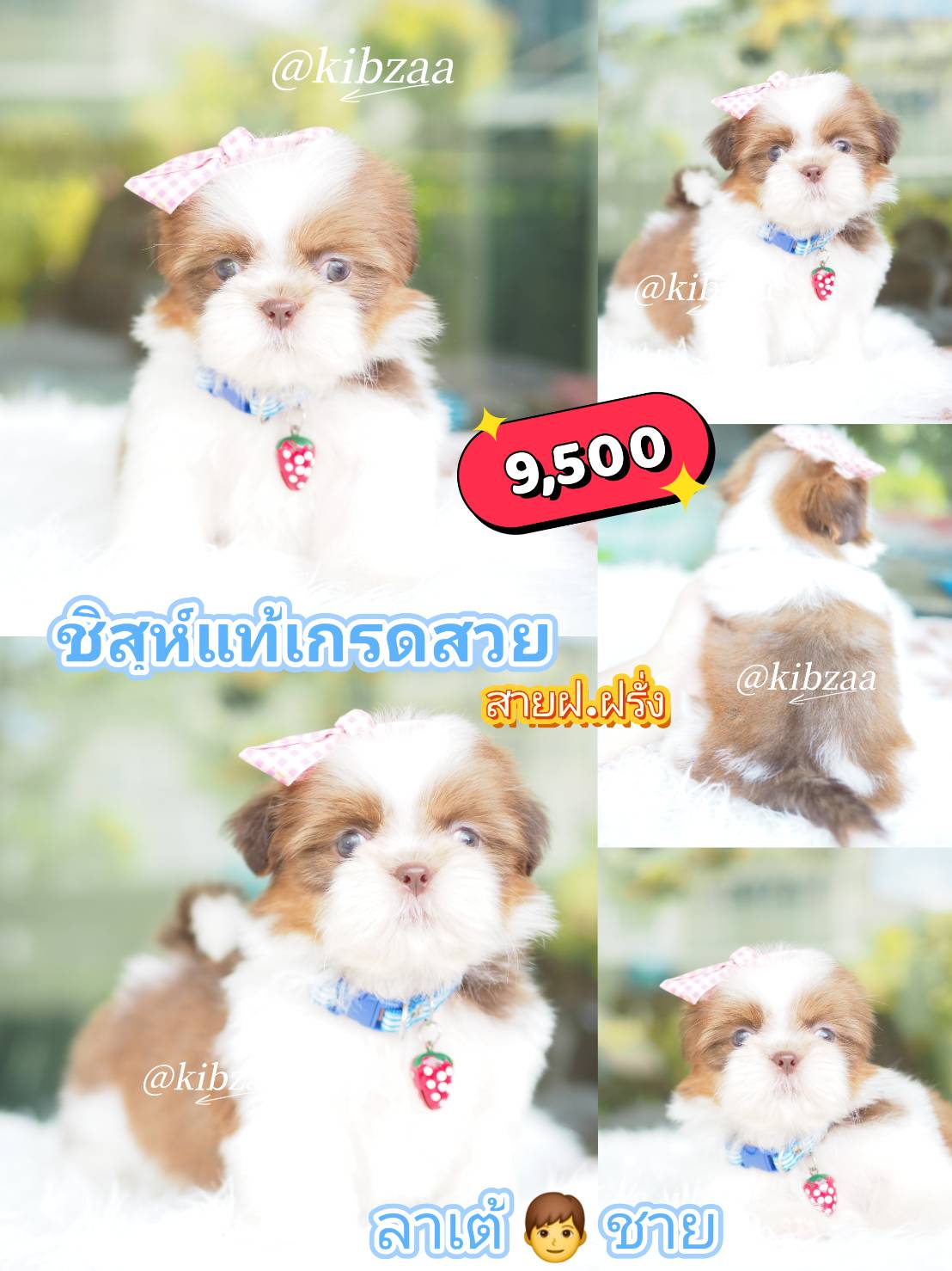 กิ๊ฟซ่า ชิสุ