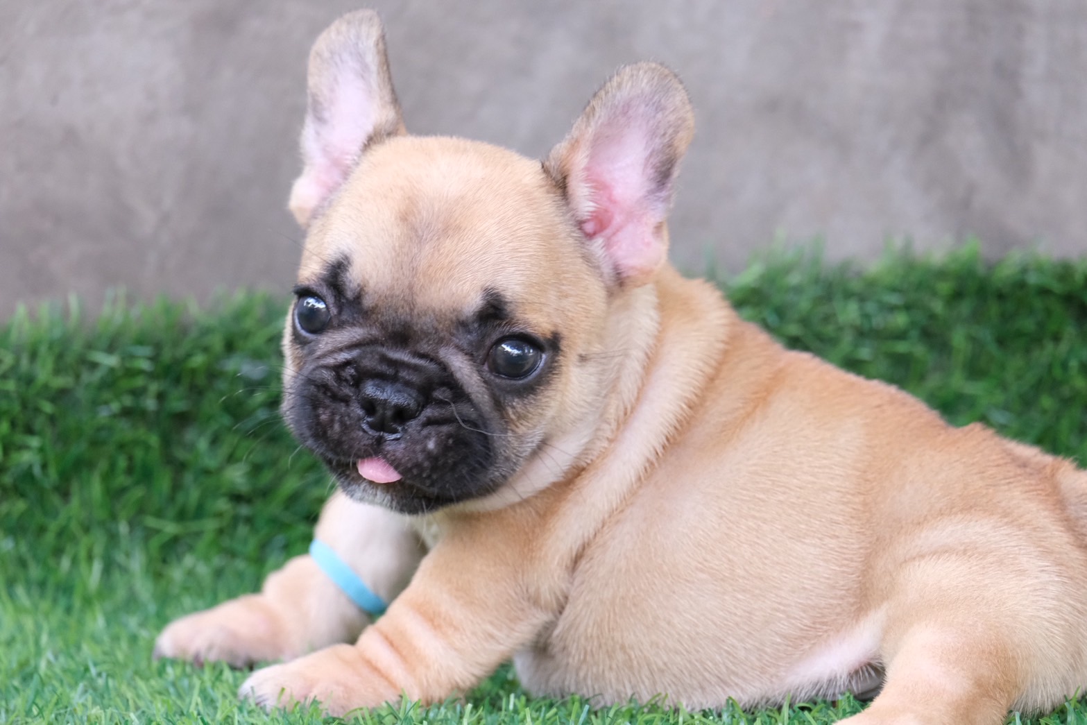 เฟรนบูด็อก French Bulldog