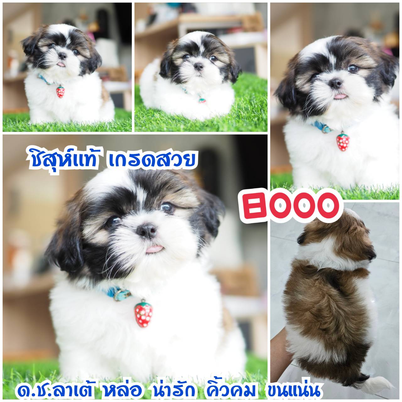 กิ๊ฟซ่า ชิสุห์  ลดได้