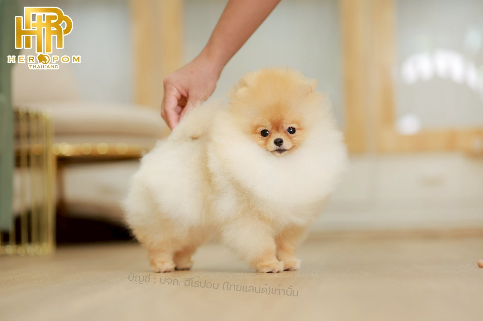 ปอมแท้ ปอมหน้าสั้น HRF-10384 เพศหญิง สีส้ม อายุ 4 เดือน น่ารักมาก ๆ ถ่ายรูปแล้วข...