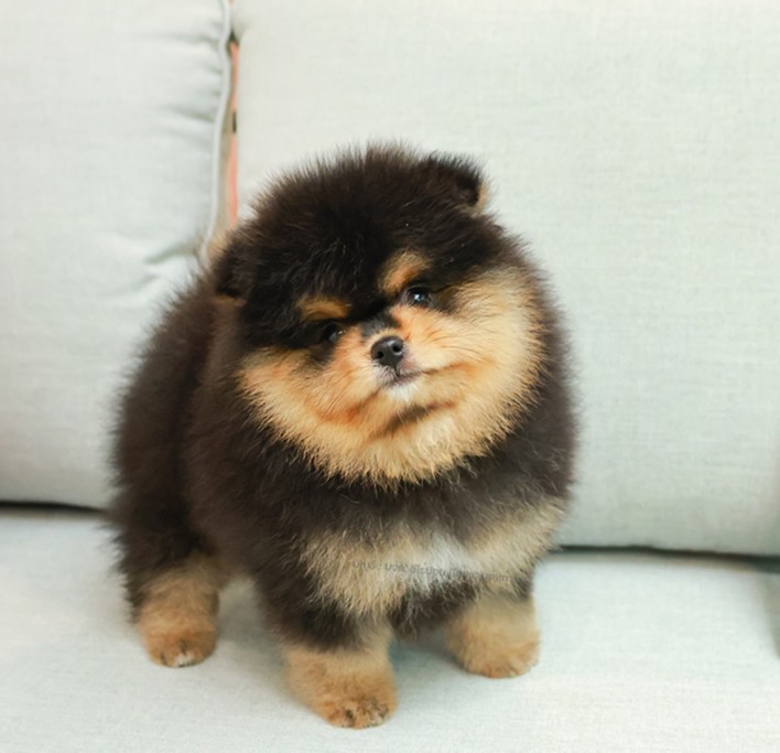 ปอมหน้าหมี ปอมแท้ ปอมเมอเรเนียน HRM-85156 เพศชาย สีแบล็คแทน อายุ 2 เดือน ตัวเล็ก...