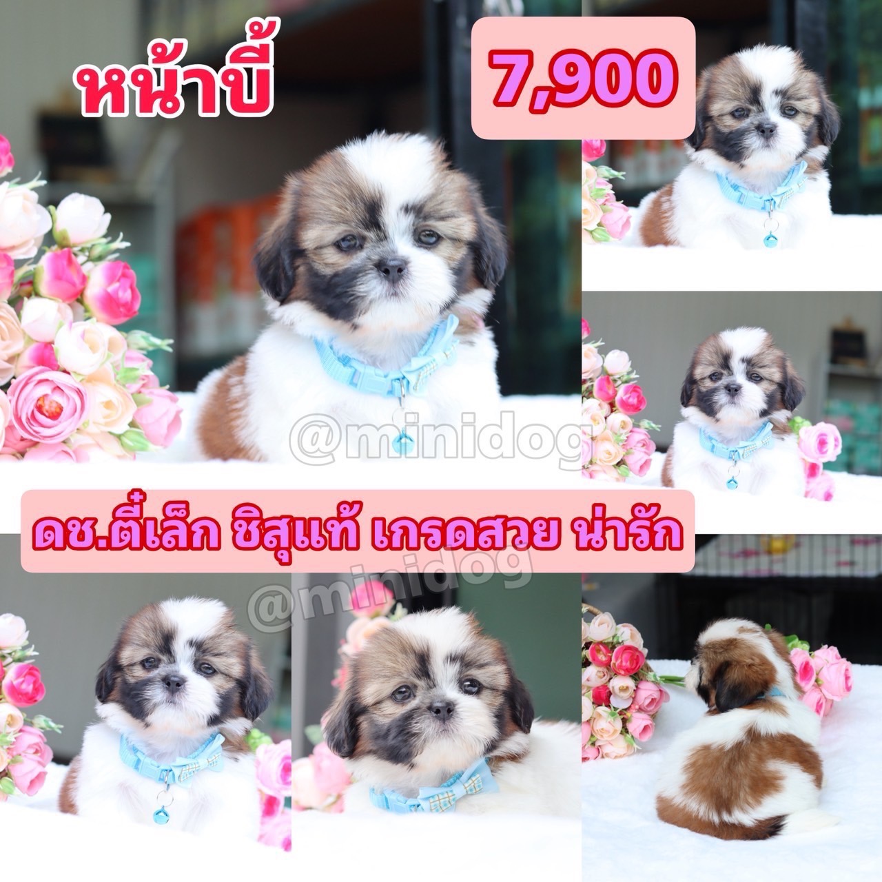 ชิสุแท้เกรดสวย