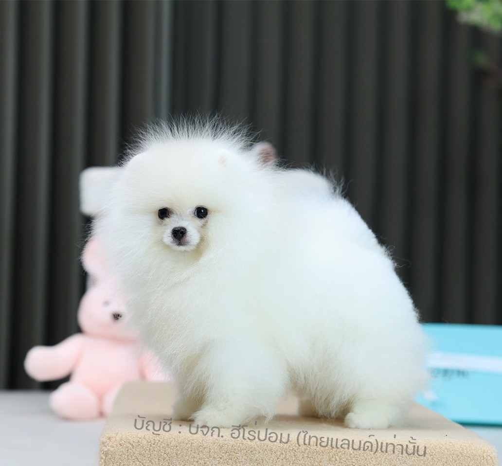 ปอมแท้ ปอมหน้าหมี HRM-10523 เพศชาย สีส้ม อายุ 2 เดือน ขนแน่น ขาใหญ่ กินเก่ง หน้า...