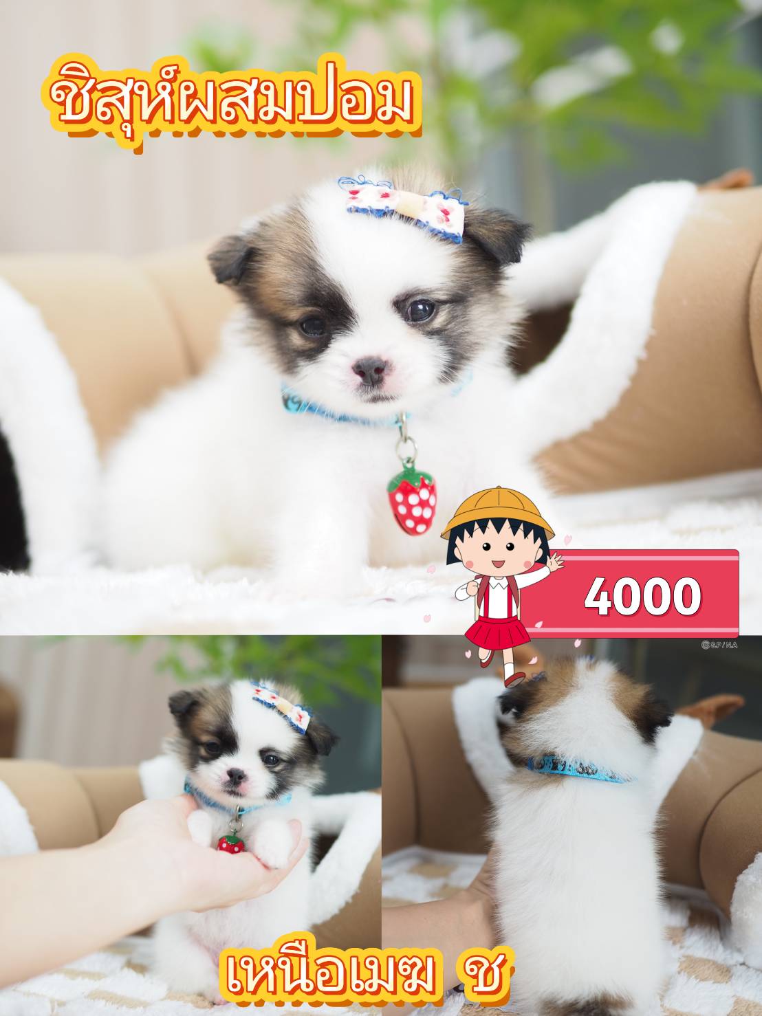 ชิสุปอม 4000