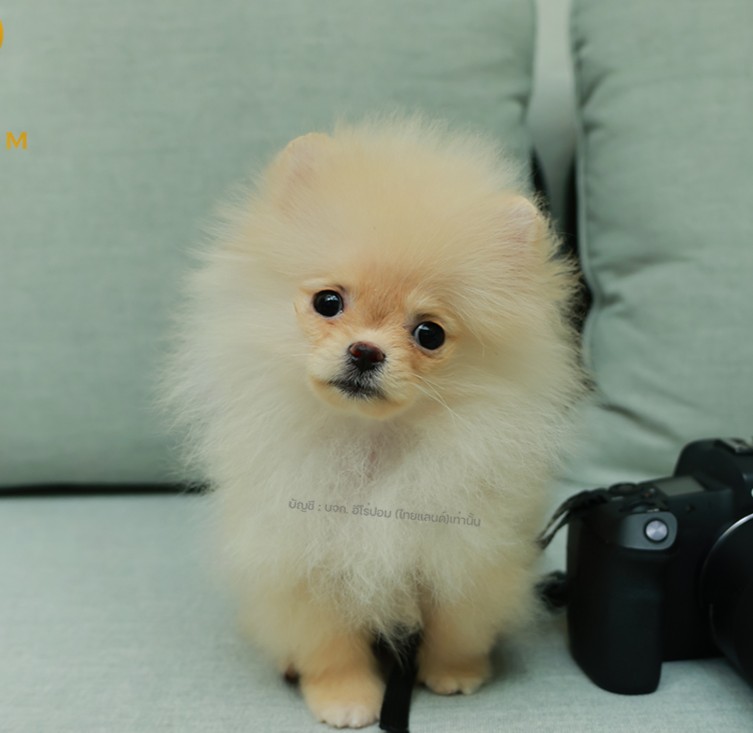 ปอมหน้าหมี ปอมแท้ ปอมเมอเรเนียน HRF-68390 เพศหญิง สีขาวครีม อายุ 2 เดือน ตัวเล็ก...