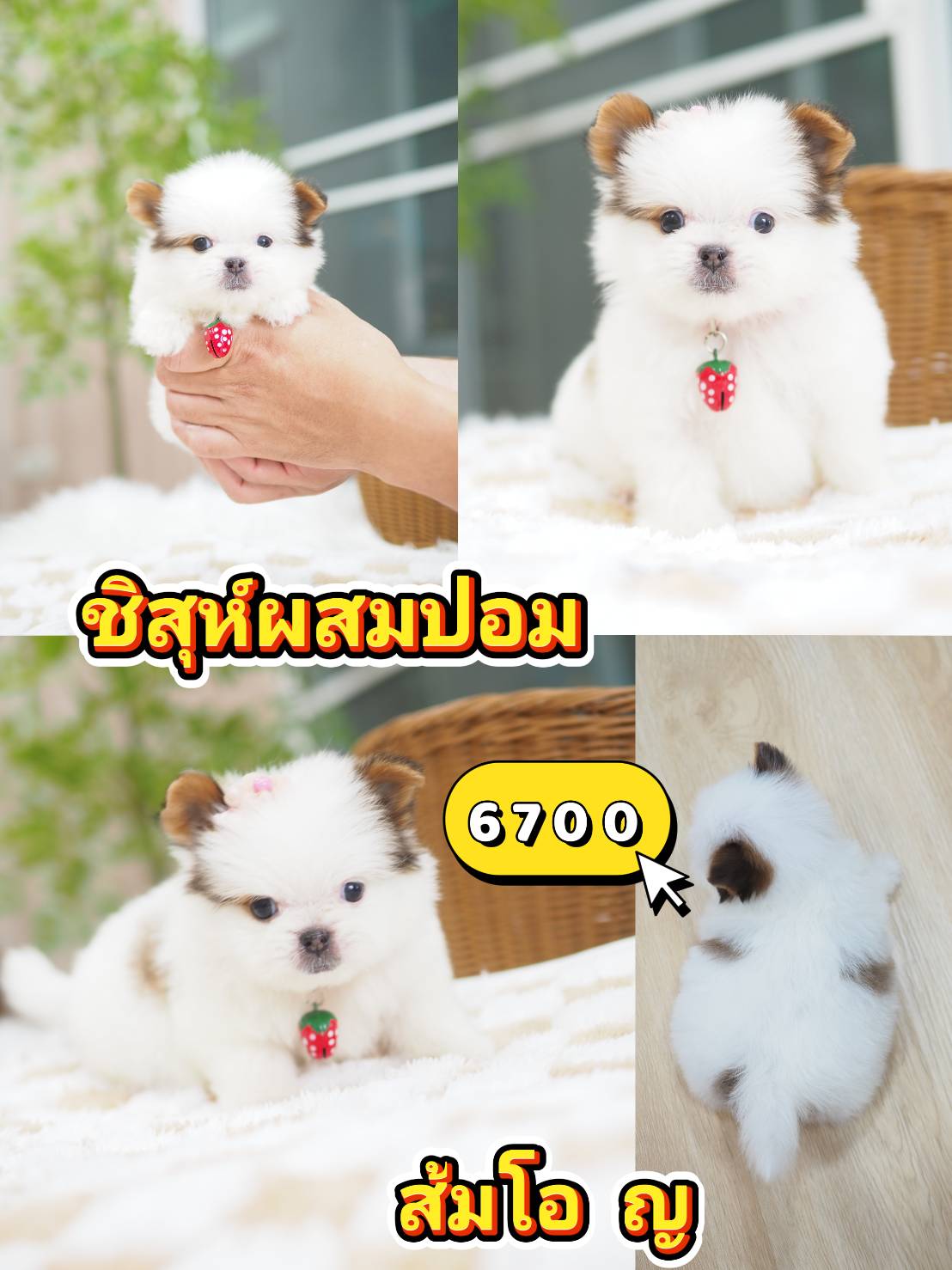 Shihtzu