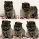 ขายปอมแท้เพศชาย น่ารักตัวสั้น ขนแน่นๆ