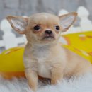 wowwchihuahua...ชิวาวาเพศเมีย ขนสั้น สีครีมหวานๆ หัวกลมป๊อง 7,900