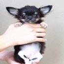 ►►ขายลูกสุนัขชิวาวา◄◄ ตัวเมีย (ไซต์ทีคัพ) รับประกันคุณภาพ แข็งแรงปลอดโรค พันธุ์แ...