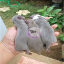 เปิดจอง ชิวาวา น่ารัก สีเทา หลักพัน