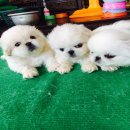 ปักกิ่ง ขาว หน้าตุ๊กตา น่ารักๆ เพศผู้ ราคา เพียง 7,900 บาท<<<<
