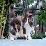 พร้อมย้ายบ้าน ลูกแมวเปอร์เซีย สามสี เพศหญิง