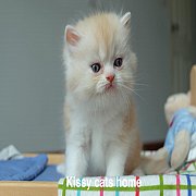 ลูกแมว เปอร์เซีย สีขาวครีม เพศหญิง