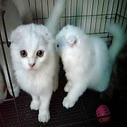 แมว Scottish สีขาวเพศผู้ หูพับ หน้ากลม ขนฟูนิ่มมาก  ขี้อ้อน พันธ์นอกแท้ 