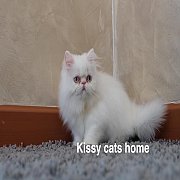 Exotic long hair(ขนยาว) เพศชาย สีขาว ตาสีฟ้า อายุ 2 เดือน 