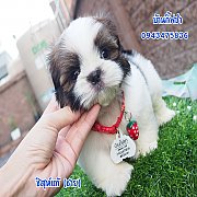 ชิสุห์แท้ เกรดสวย มากๆ