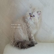 Exotic longhair (ขนยาว) ตาสีฟ้า Himalayan chocolate lynx point