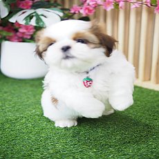 ชิสุแท้ เกรดสวยมากๆๆๆ 🏡kibzaa อัพเดท 21/11