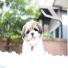 📢 ชิสุห์แท้ บ้านกิ๊ฟซ่า 📌พร้อมสมุด กรุงเทพ ส่งทั่วไทย ส่วนลดจุกๆ