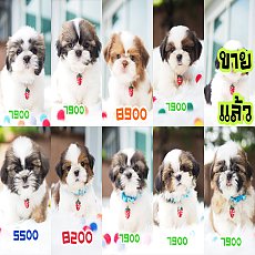 📢 ชิสุห์แท้ บ้านกิ๊ฟซ่า กรุงเทพ ส่งทั่วไทย ส่วนลดจุกๆ